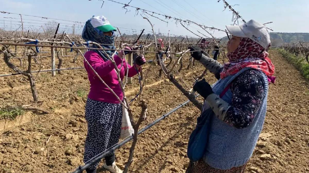 Sağanak yağış işlerini zorlaştırıyor mesaiyi artırıyor: Günlük yevmiyeleri 1000 TL’den başlıyor