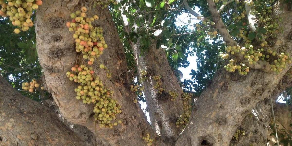 Köklerinden meyve veriyor herkes Firavun İnciri olarak biliyor! Dünyanın en nadir ağacı…