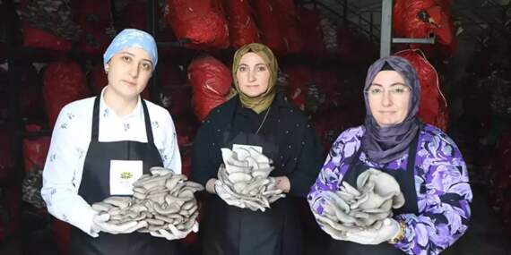 Samsun’da yetişiyor, yılda 60 ton toplanıyor! 3 kadın el ele verdi, kurutup yurt dışına gönderecek