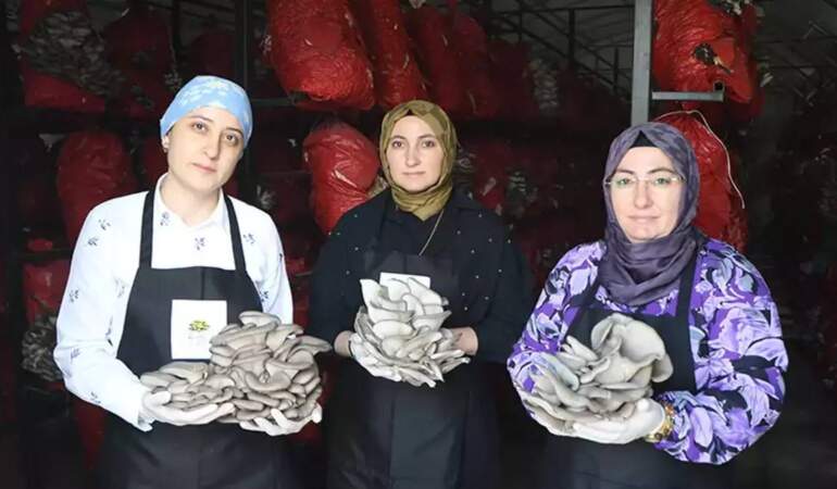 Samsun’da yetişiyor, yılda 60 ton toplanıyor! 3 kadın el ele verdi, kurutup yurt dışına gönderecek