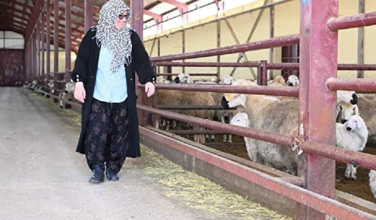 Muhasebecilikten patronluğa geçti: Devlet destekledi sürüsü 103’ten 800’e çıktı