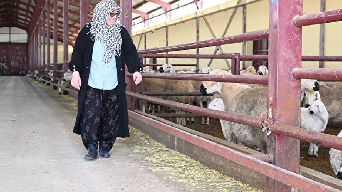 Muhasebecilikten patronluğa geçti: Devlet destekledi sürüsü 103’ten 800’e çıktı