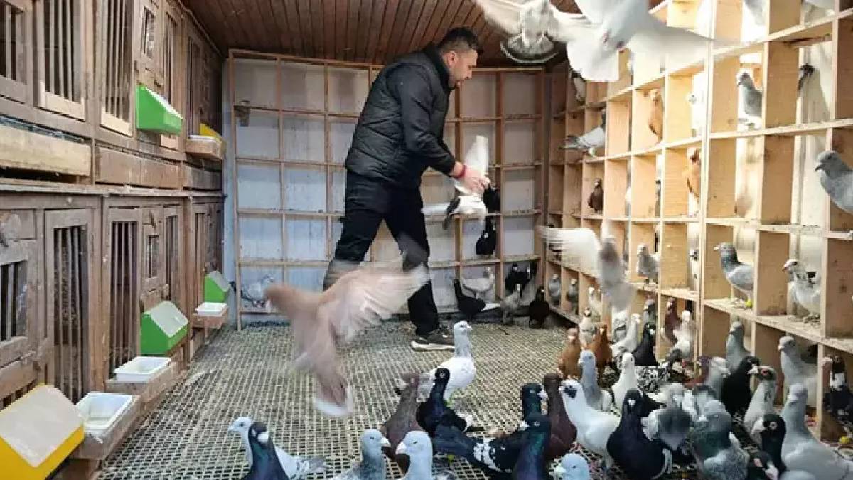 Memurluktan çocukluk hayaline geçiş yaptı! Bir tanesinin fiyatı 1 milyon lirayı buluyor