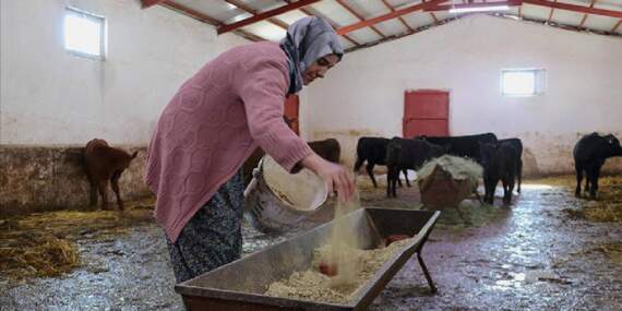 Devlet desteği hayvancılık kariyerini başlattı: 5 ayda sayılarını 2 kat artırdı
