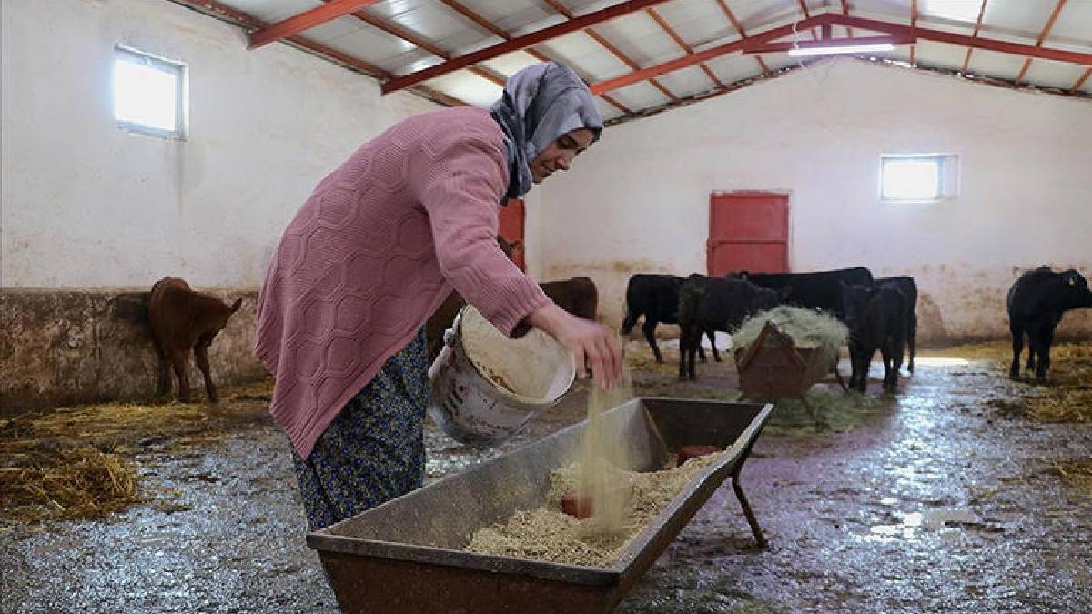 Devlet desteği hayvancılık kariyerini başlattı: 5 ayda sayılarını 2 kat artırdı