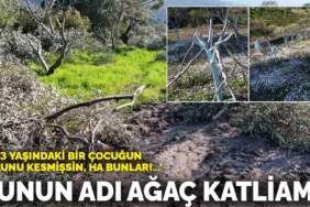 Bunun adı ağaç katliamı! ‘Ha 3 yaşındaki bir çocuğun kolunu kesmişsin, ha bunları…’
