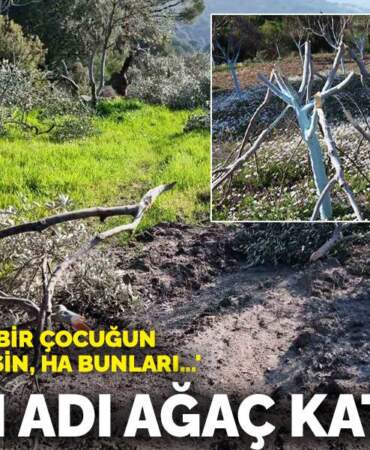 Bunun adı ağaç katliamı! ‘Ha 3 yaşındaki bir çocuğun kolunu kesmişsin, ha bunları…’