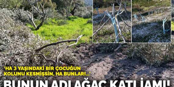 Bunun adı ağaç katliamı! ‘Ha 3 yaşındaki bir çocuğun kolunu kesmişsin, ha bunları…’