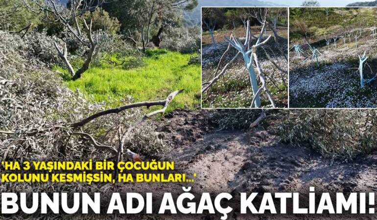 Bunun adı ağaç katliamı! ‘Ha 3 yaşındaki bir çocuğun kolunu kesmişsin, ha bunları…’