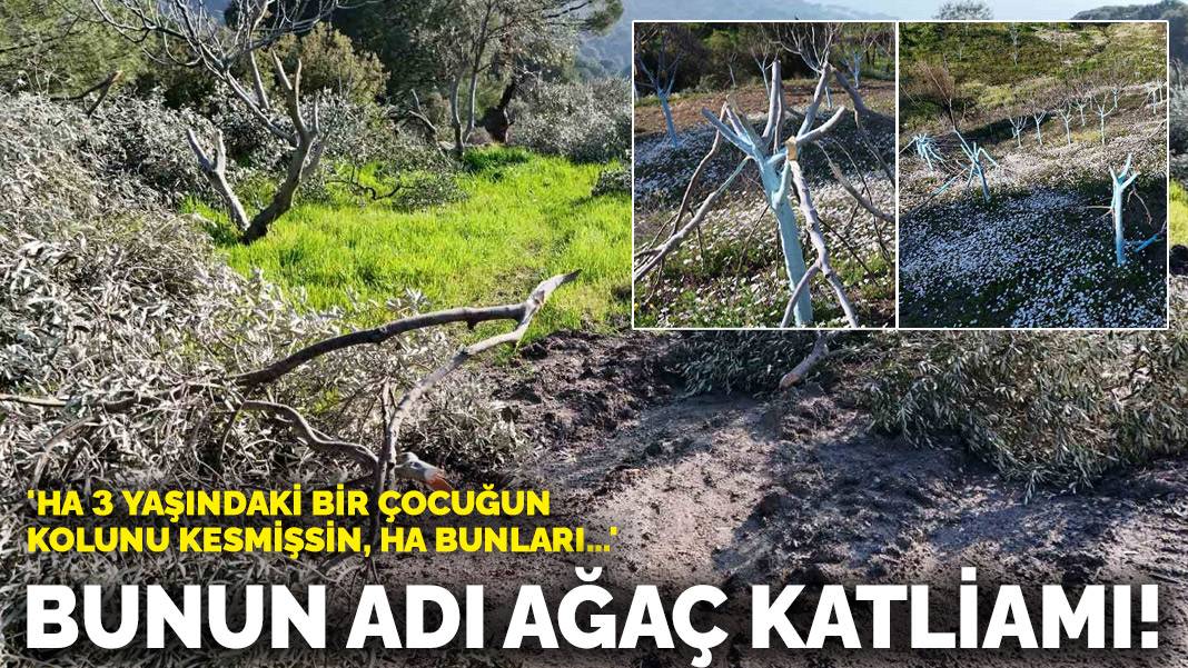 Bunun adı ağaç katliamı! ‘Ha 3 yaşındaki bir çocuğun kolunu kesmişsin, ha bunları…’