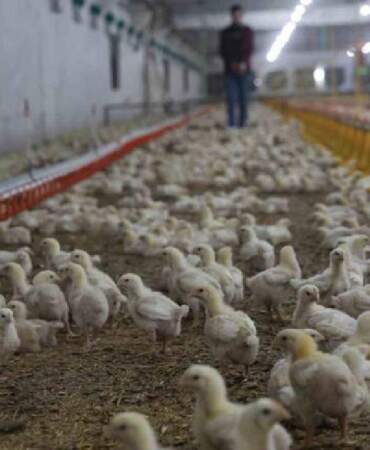 Devlet desteğiyle ikinci çiftliğini açtı: Yılda 360 ton beyaz et sağlıyor