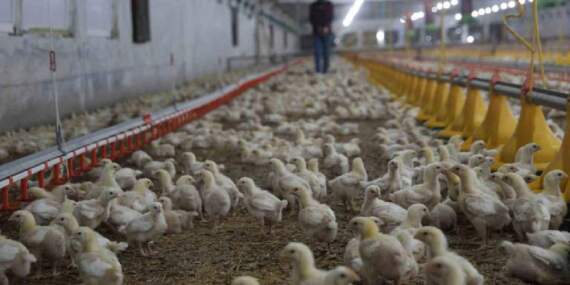 Devlet desteğiyle ikinci çiftliğini açtı: Yılda 360 ton beyaz et sağlıyor