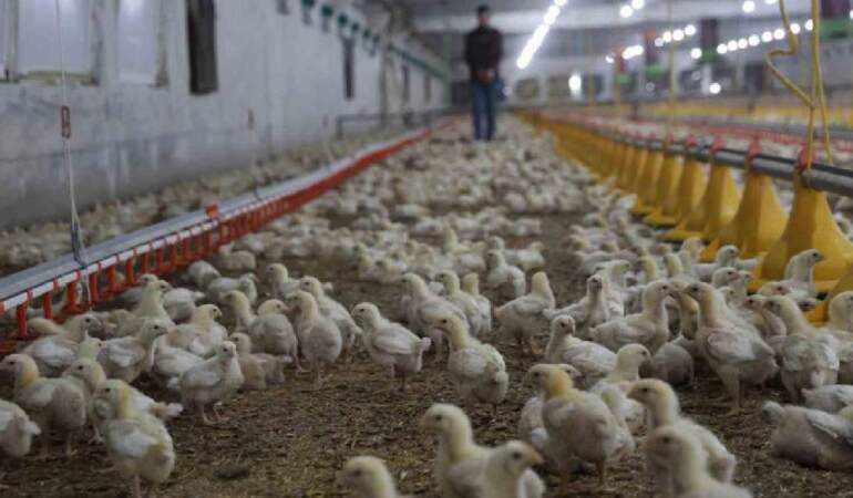 Devlet desteğiyle ikinci çiftliğini açtı: Yılda 360 ton beyaz et sağlıyor