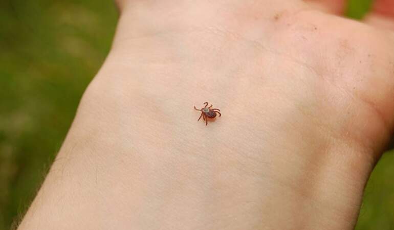 Yağışlar arttı uyarılar peş peşe geldi! ‘Vakalar bir anda artabilir’ Yaz boyu dikkatli olun