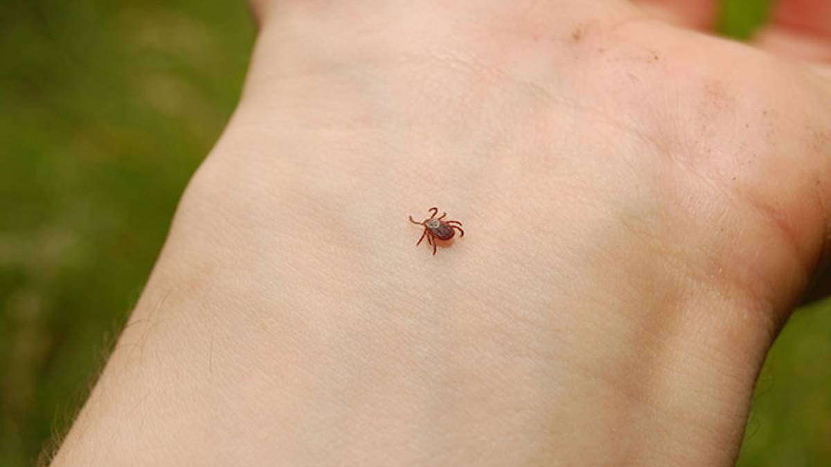 Yağışlar arttı uyarılar peş peşe geldi! ‘Vakalar bir anda artabilir’ Yaz boyu dikkatli olun