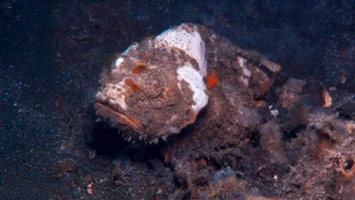 Deniz altının gizli tehlikesi: Şeytan akrep balığının olağanüstü savunma sanatı