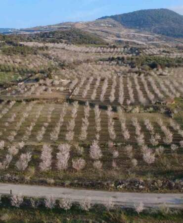 Yıllık üretim 400 tonu buluyor: 4 bin yıldır devam eden hasat