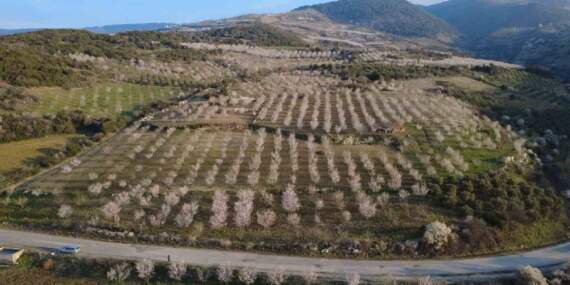 Yıllık üretim 400 tonu buluyor: 4 bin yıldır devam eden hasat