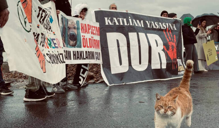 40 Köpek Çöplükte Ölü Bulunmuştu: Balıkesir Edremit’teki Hayvan Katliamına Soruşturma
