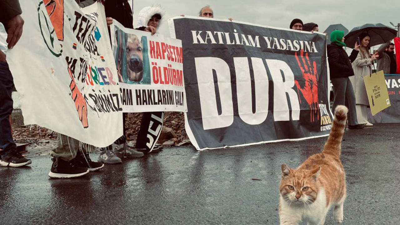 40 Köpek Çöplükte Ölü Bulunmuştu: Balıkesir Edremit’teki Hayvan Katliamına Soruşturma