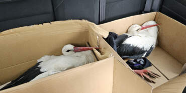 Afrika’dan Yola Çıkan Göç Yolundaki 2 Leylek Hatay’da Av Tüfeğiyle Vuruldu