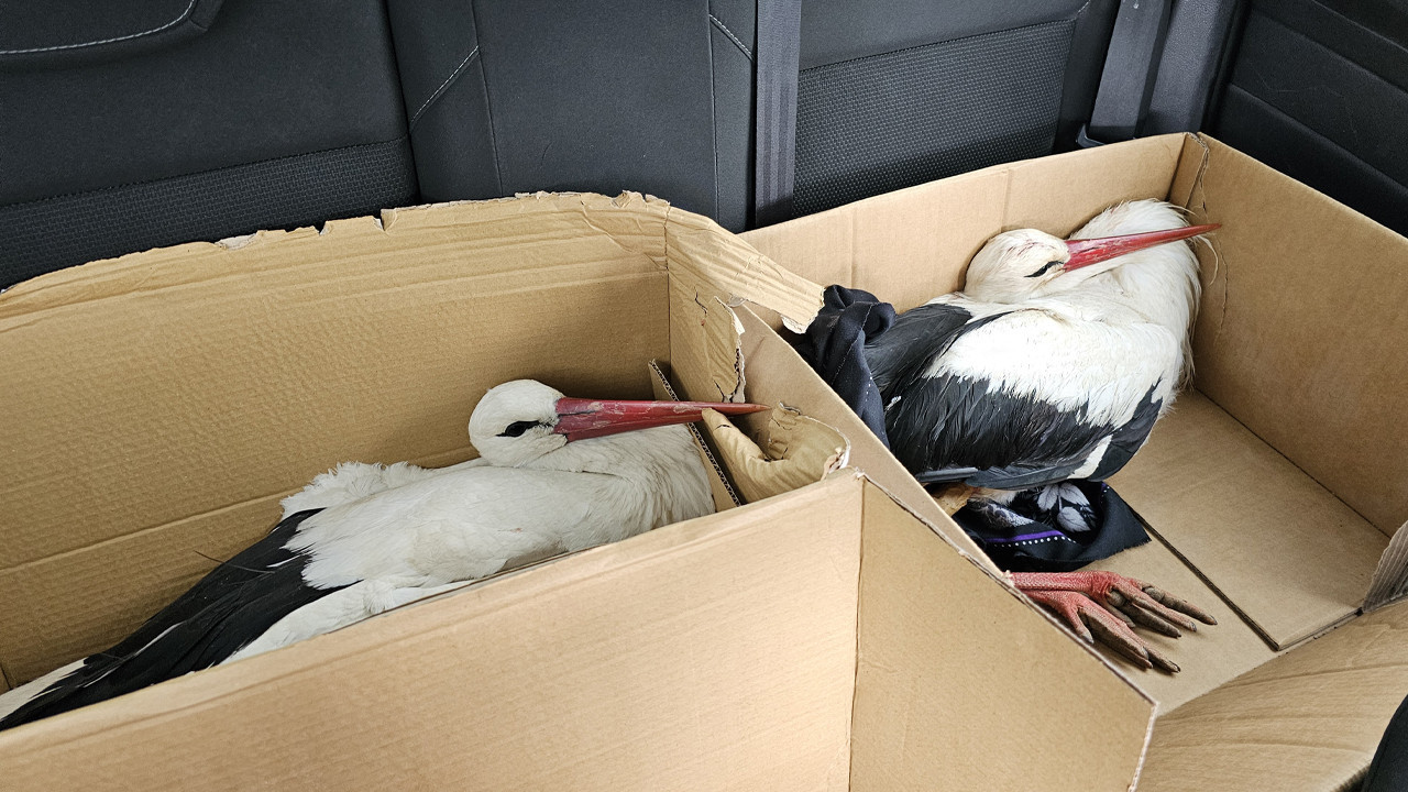 Afrika’dan Yola Çıkan Göç Yolundaki 2 Leylek Hatay’da Av Tüfeğiyle Vuruldu