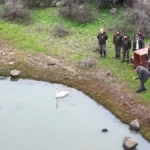 Tedavi Edilen Kuğu Gala Gölü’ne Salındı