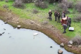 Tedavi Edilen Kuğu Gala Gölü’ne Salındı