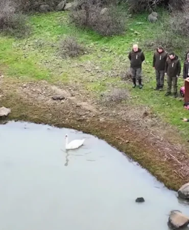 Tedavi Edilen Kuğu Gala Gölü’ne Salındı