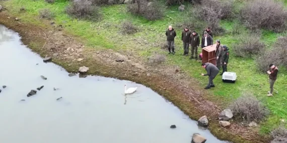 Tedavi Edilen Kuğu Gala Gölü’ne Salındı