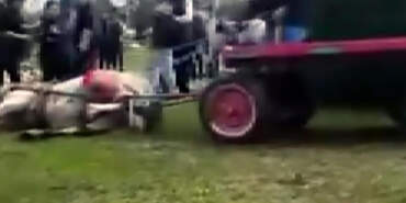 Atlara İşkence Ederek Bayıltan Canilere İbretlik Ceza: Barınakta Temizlik Yapacaklar