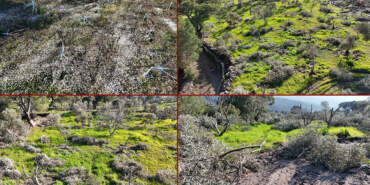 Aydın’da Çevre Katliamı: Bir Gecede Yüzlerce İncir ve Zeytin Ağacını Kestiler