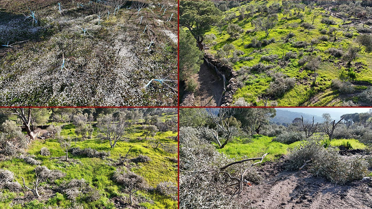 Aydın’da Çevre Katliamı: Bir Gecede Yüzlerce İncir ve Zeytin Ağacını Kestiler