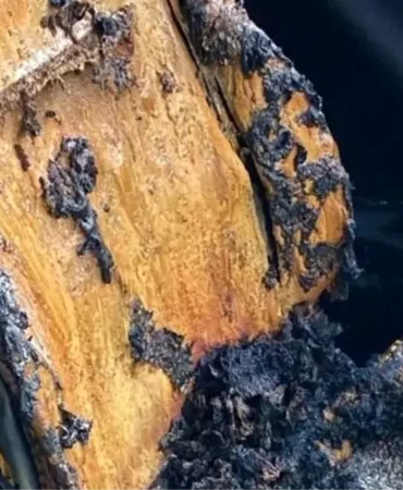 Belediye otobüsünü ateşe veren sanık hakkında 9 yıla kadar hapis cezası istemiyle iddianame hazırlandı