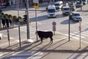 Bursa’da Boğa Trafiği Karıştırdı