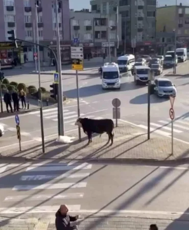 Bursa’da Boğa Trafiği Karıştırdı