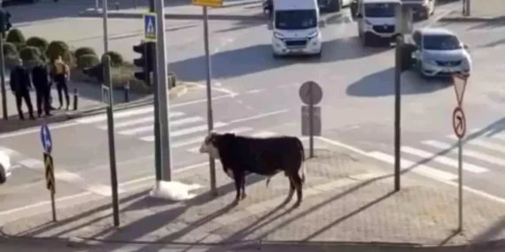 Bursa’da Boğa Trafiği Karıştırdı