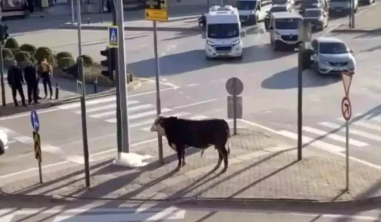 Bursa’da Boğa Trafiği Karıştırdı