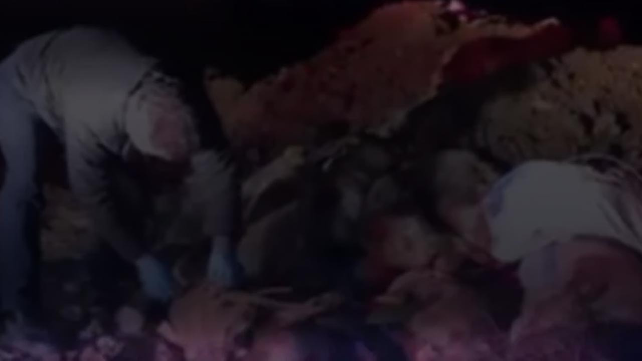 Edremit’te Hayvan Katliamı: Çöplükte Onlarca Köpeğin Cansız Bedeni Bulundu