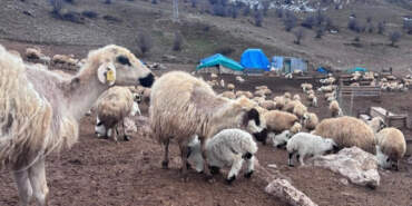 Erzincan’da Gizemli Hastalık Alarmı: Kuzular Birer Birer Ölüyor, Kimse Çare Bulamıyor