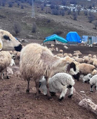 Erzincan’da Gizemli Hastalık Alarmı: Kuzular Birer Birer Ölüyor, Kimse Çare Bulamıyor