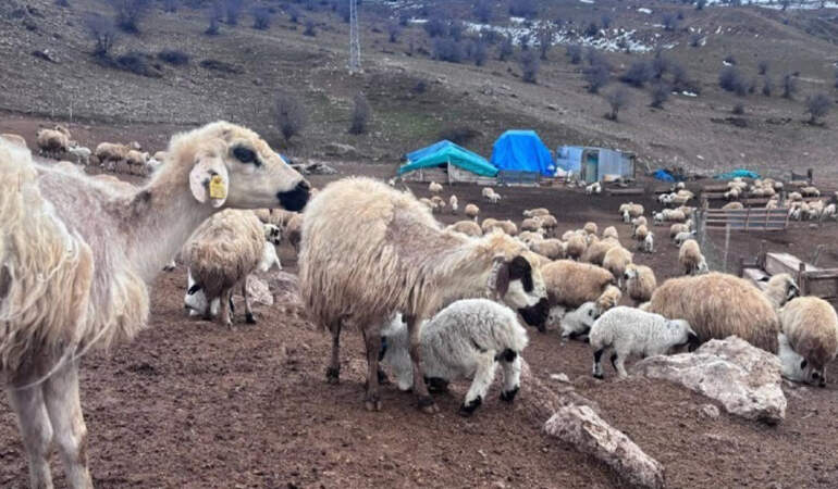 Erzincan’da Gizemli Hastalık Alarmı: Kuzular Birer Birer Ölüyor, Kimse Çare Bulamıyor