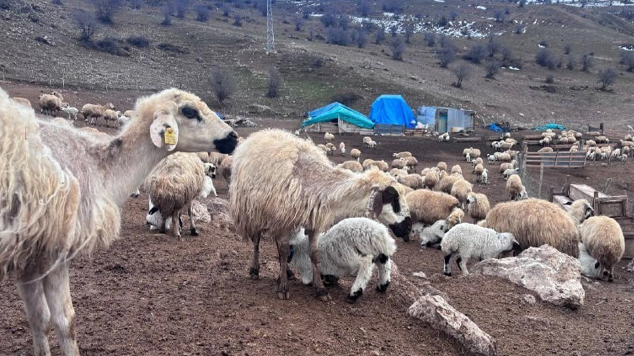Erzincan’da Gizemli Hastalık Alarmı: Kuzular Birer Birer Ölüyor, Kimse Çare Bulamıyor