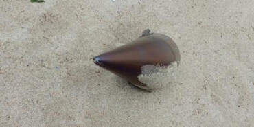 İstanbul’da Kıyıya Füze Başlığı Vurdu