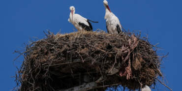 Ve Yaren Leylek Nazlı’sına Kavuştu