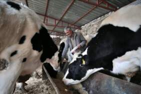 Süt üreticisinin acı tablosu: İneği satıp faize yatıran 10 kat fazla kazanıyor