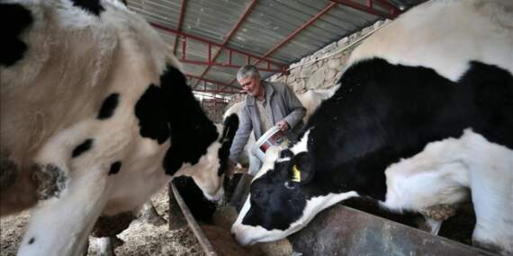 Süt üreticisinin acı tablosu: İneği satıp faize yatıran 10 kat fazla kazanıyor