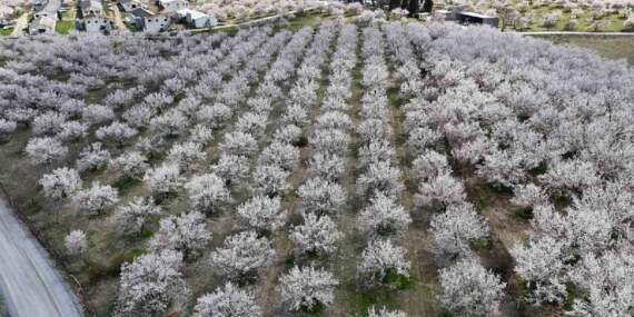 Kayısı zamanı geldi, ağaçlar beyaza büründü! Üreticiler diken üstünde bekliyor