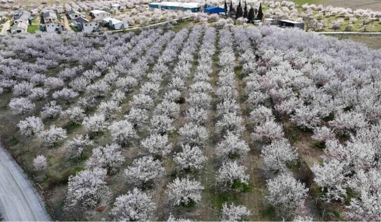 Kayısı zamanı geldi, ağaçlar beyaza büründü! Üreticiler diken üstünde bekliyor