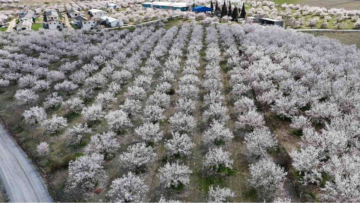 Kayısı zamanı geldi, ağaçlar beyaza büründü! Üreticiler diken üstünde bekliyor